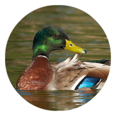 DAROUND 308 Duck Mallard